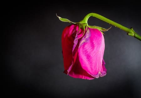 Growing Older – A Caregiver’s Perspective