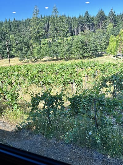 Photo of Bechenridge Vinyard
